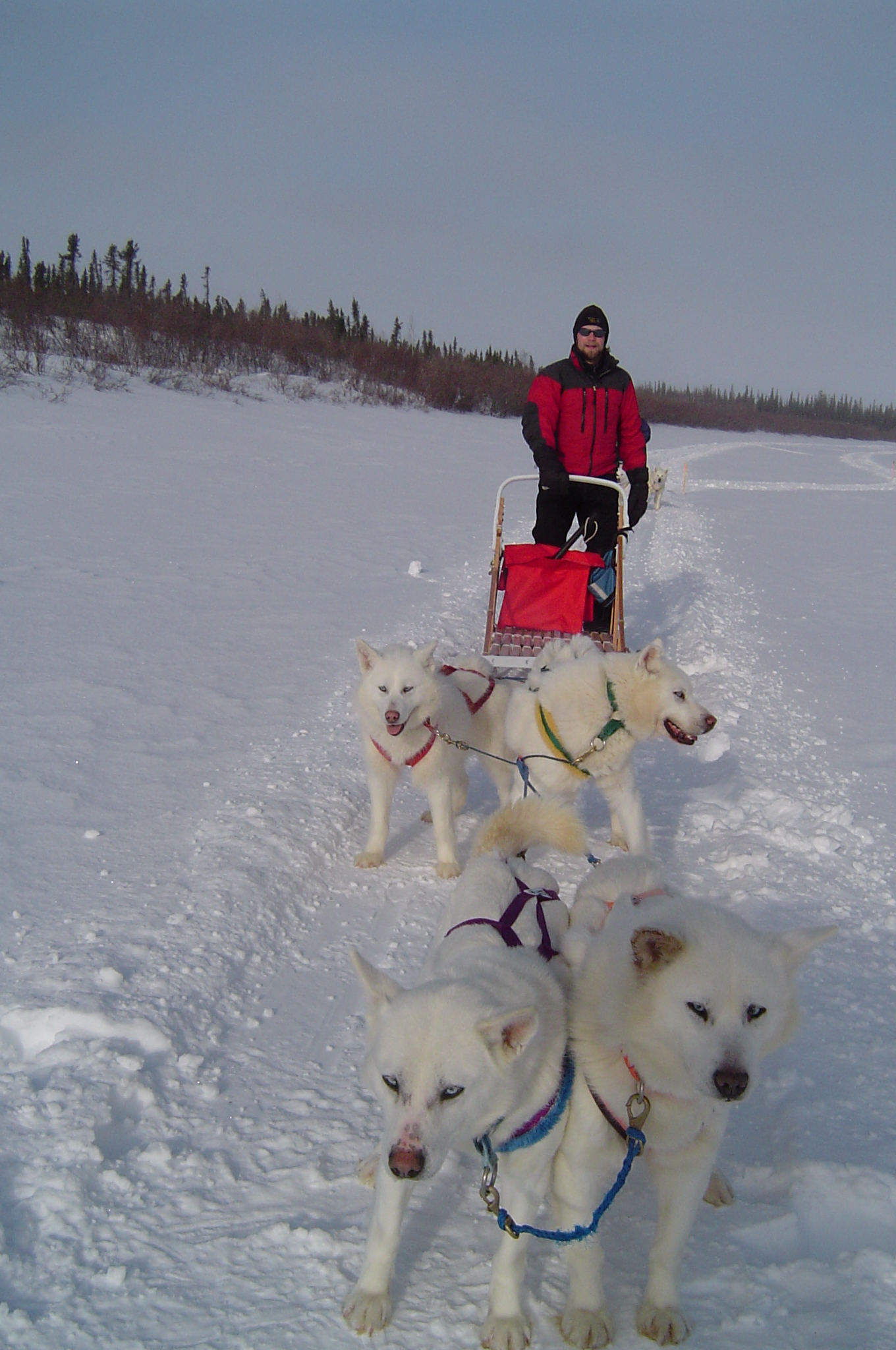  Greg's dogs thinking they want to go some other way then he wants them to go!
